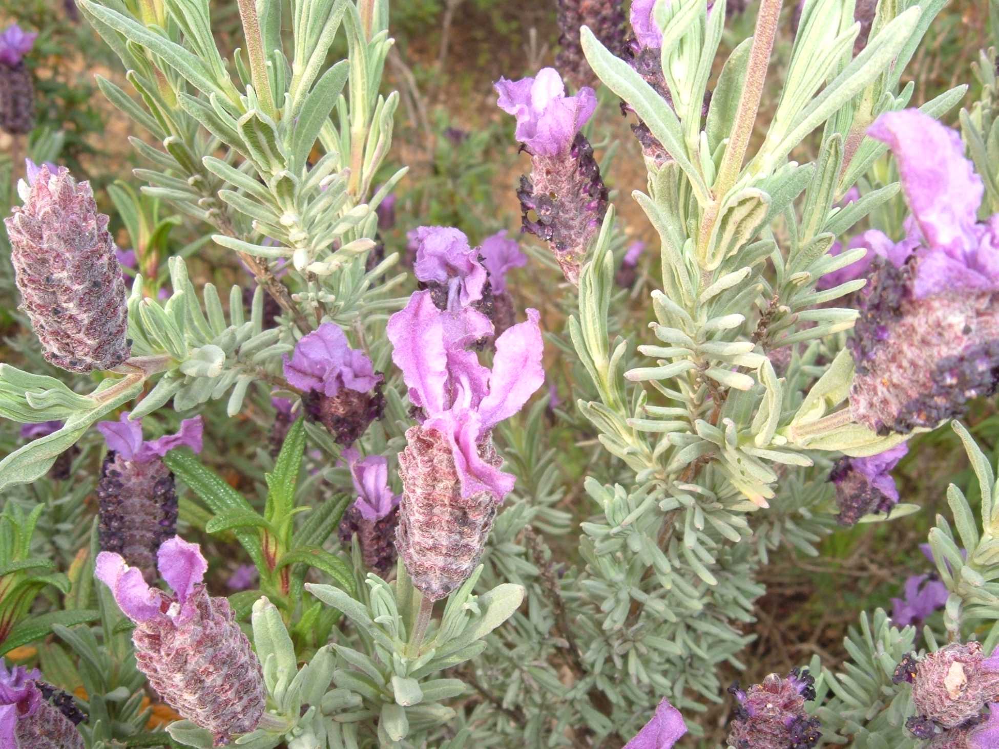 Lavandula stoechas